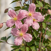 Clematis montana &