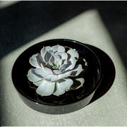 ROOTLESS Succulent Echeveria Pulidonis in schaal &