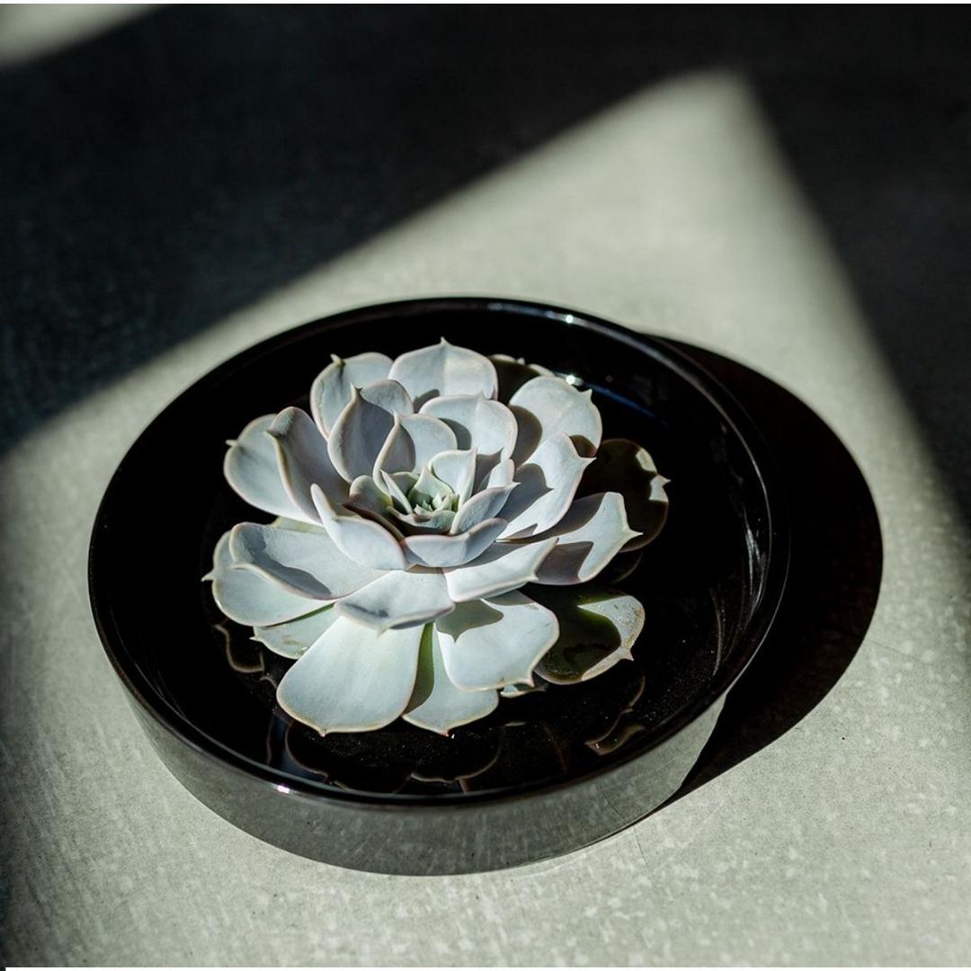 ROOTLESS Succulent Echeveria Pulidonis in schaal 'zwart', groene bladeren