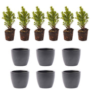 Mini-kerstbomen in keramische pot Boule antraciet, set van 6