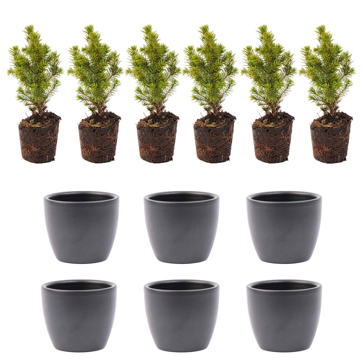 Detailfoto van Mini-kerstbomen in keramische pot Boule antraciet, set van 6