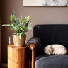 Phlebodium aureum Blue Star met mand