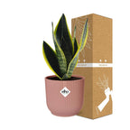 Detailfoto van Sansevieria Futura Superba in ELHO Vibes Fold 14cm roze
