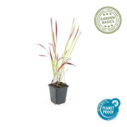 Imperata cylindrica &