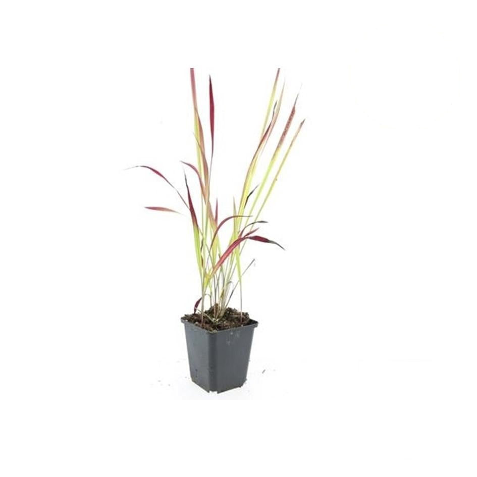 Imperata cylindrica 'Red Baron', groene bladeren