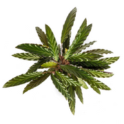 Calathea Rufibarba