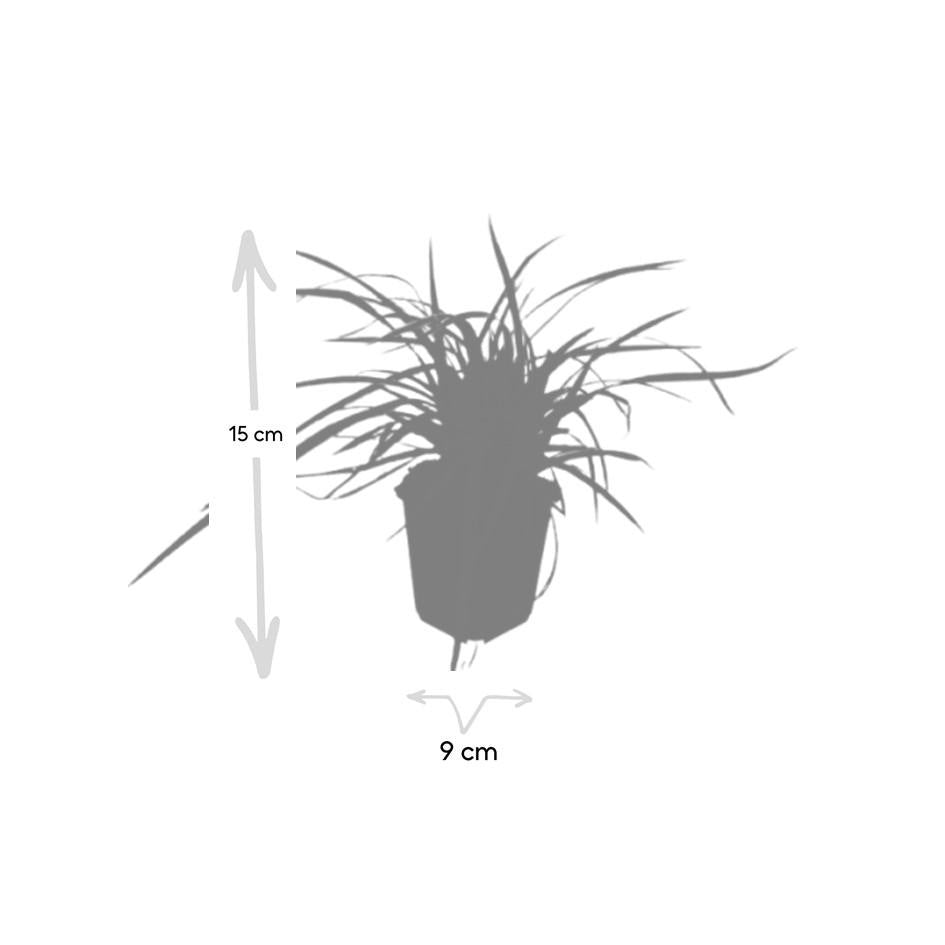 Carex morrowii 'Aureovariegata', groeiwijze van de plant