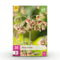 Allium Siculum, detail van het blad