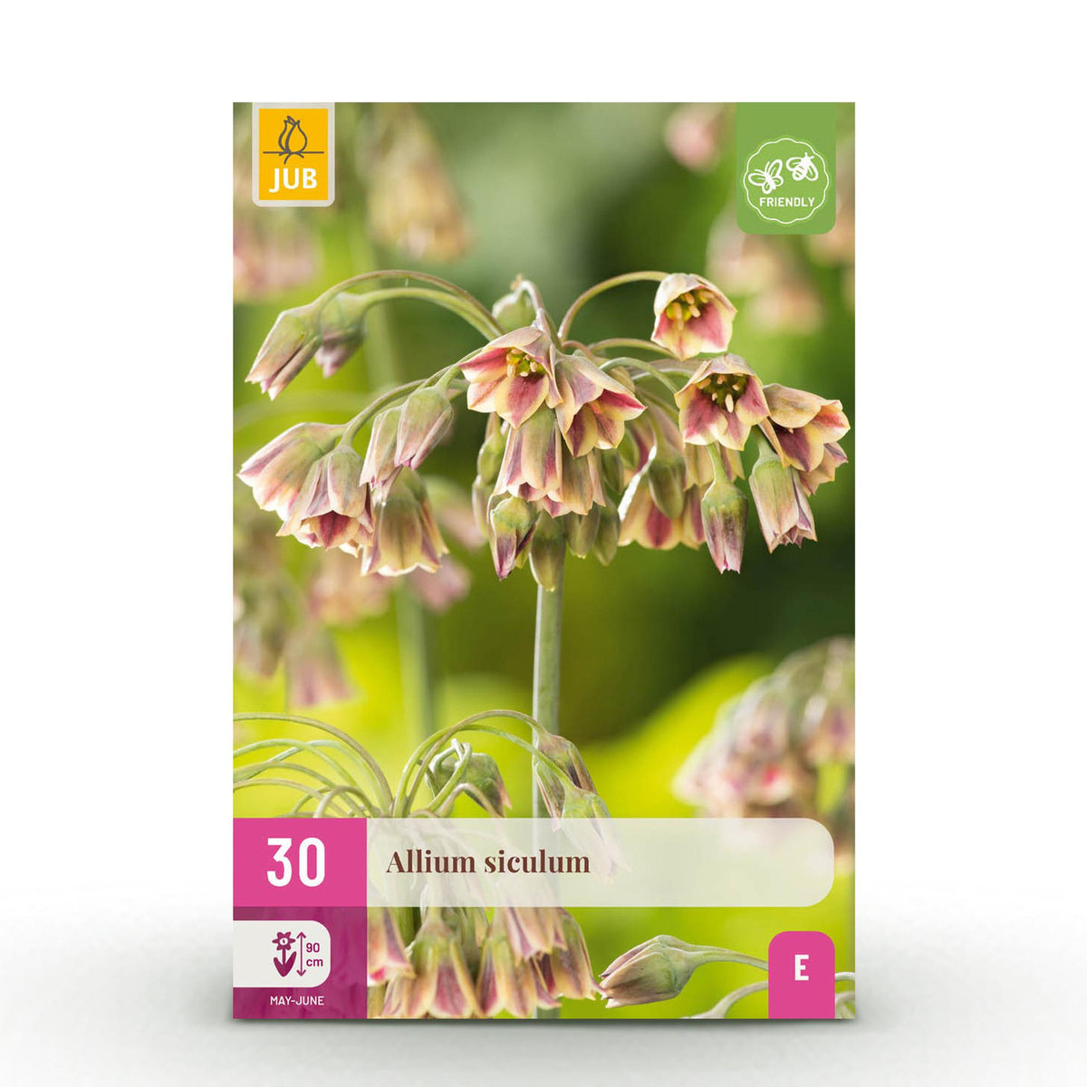 Allium Siculum, detail van het blad