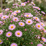 Aster dumosus Wood&
