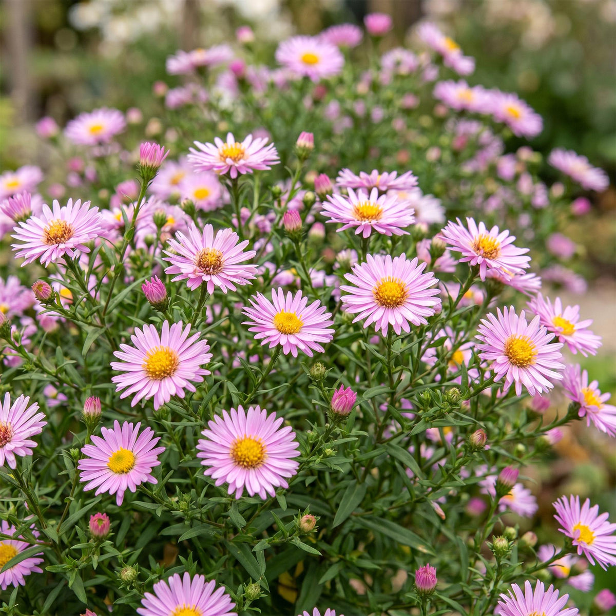 Aster dumosus Wood's Pink - Herfstaster, groeiwijze van de plant