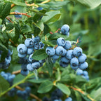 Bosbes, plant in pot