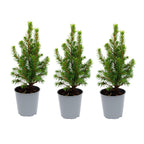 Detailfoto van 3x Mini-kerstboom - Picea Glauca Perfecta