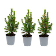 3x Mini-kerstboom - Picea Glauca Perfecta