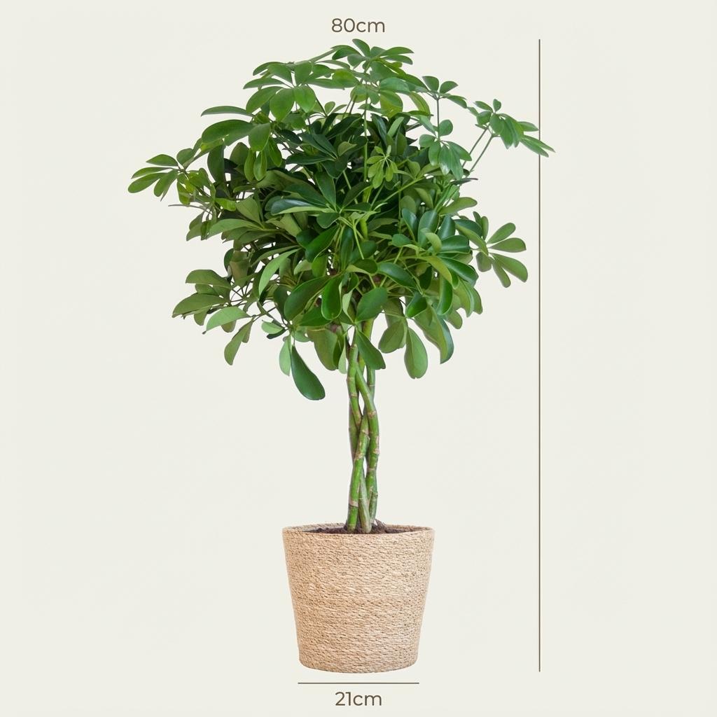 Schefflera Arab Nora met Mand Zeegras naturel, kenmerkend blad