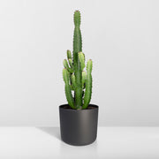 Euphorbia acrurensis, kandelaarvormige stengels, 60 cm hoog