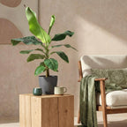 Musa acuminata Dwarf Cavendisch, plant in pot