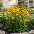 Rudbeckia fulg. Goldsturm - Gele zonnehoed - Geel, plant in pot