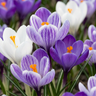Krokus bloembollen blauw en wit, Blue-White
