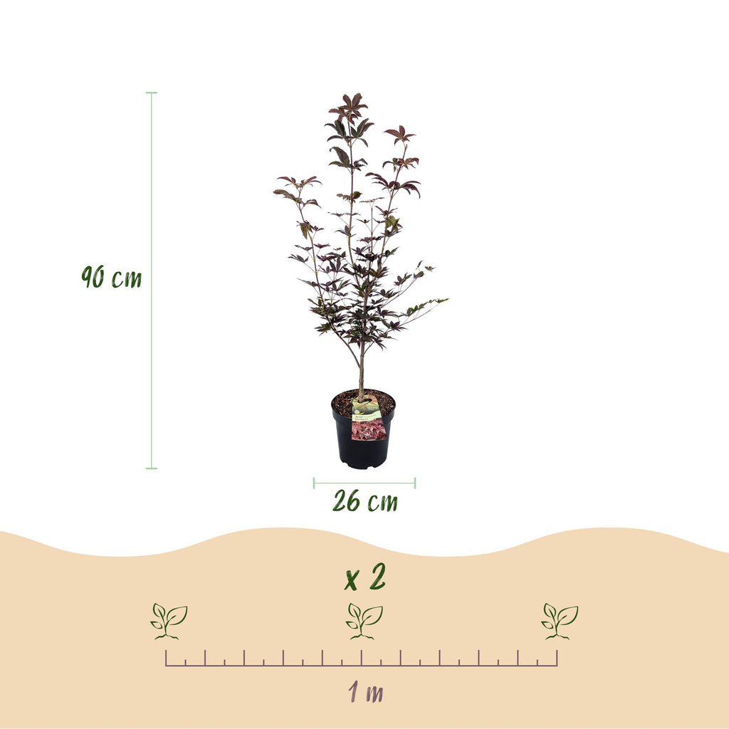 Acer palmatum Bloodgood, kenmerkend blad