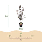 Acer palmatum Bloodgood, kenmerkend blad