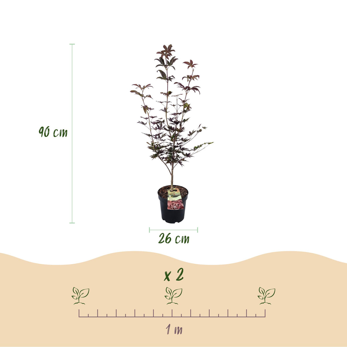 Acer palmatum Bloodgood, kenmerkend blad