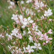 Gaura lindh. Whirling Butterflies - Prachtkaars - Bijen- en vlinderlokkers - Wit - 6 Planten