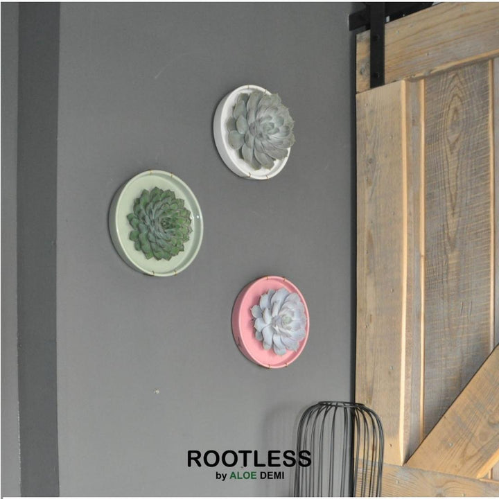 ROOTLESS Succulent Echeveria Pulidonis in schaal &