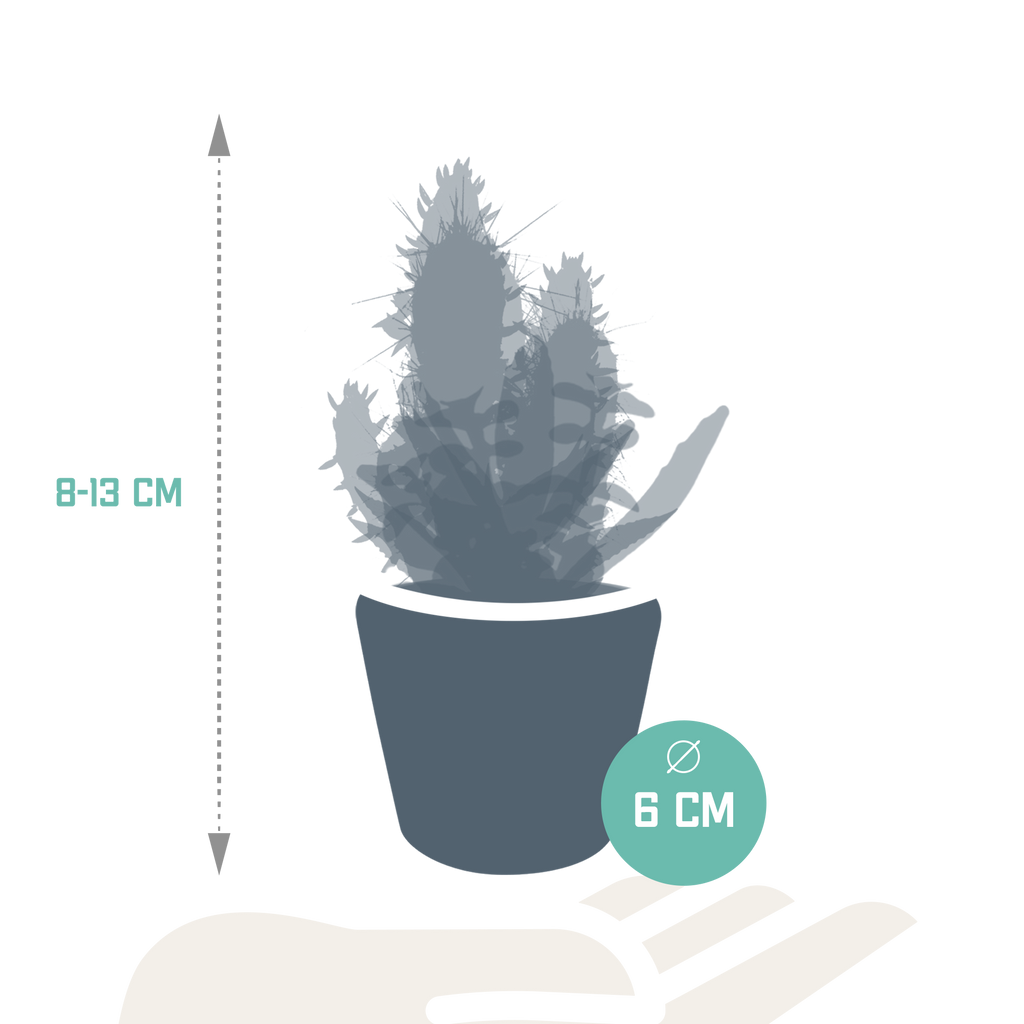 Detailfoto van Cactus en vetplanten mix | 15 stuks - in Mexicaanse pot