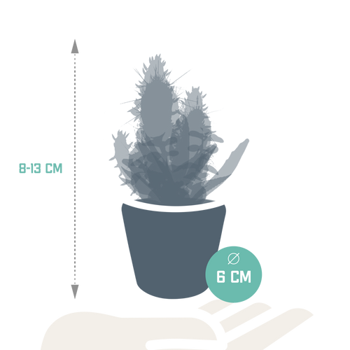 Detailfoto van Cactus en vetplanten mix | 15 stuks - in Mexicaanse pot