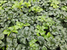 12x Pachysandra term. 'Green Sheen'