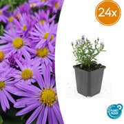Aster (D) &