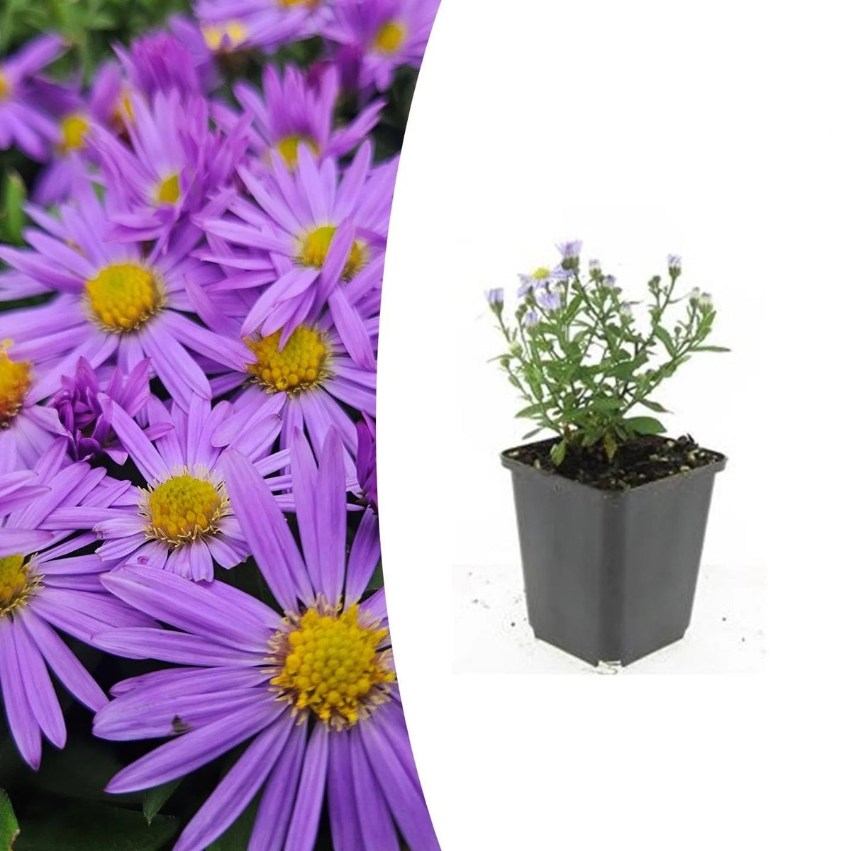Aster (D) 'Prof. Anton Kippenberg', detail van het blad