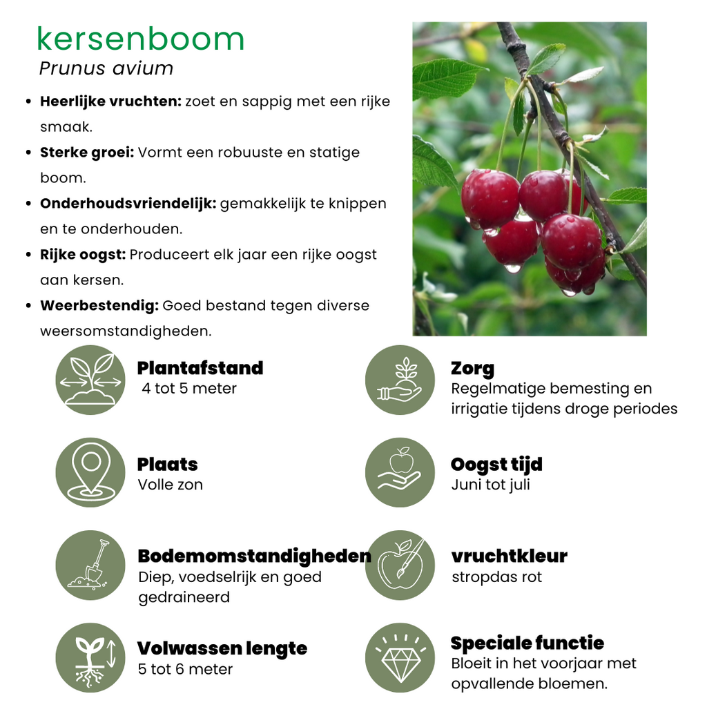 Biologische fruitbomen appel, peer, kers en pruim, set van 4, kenmerkend blad