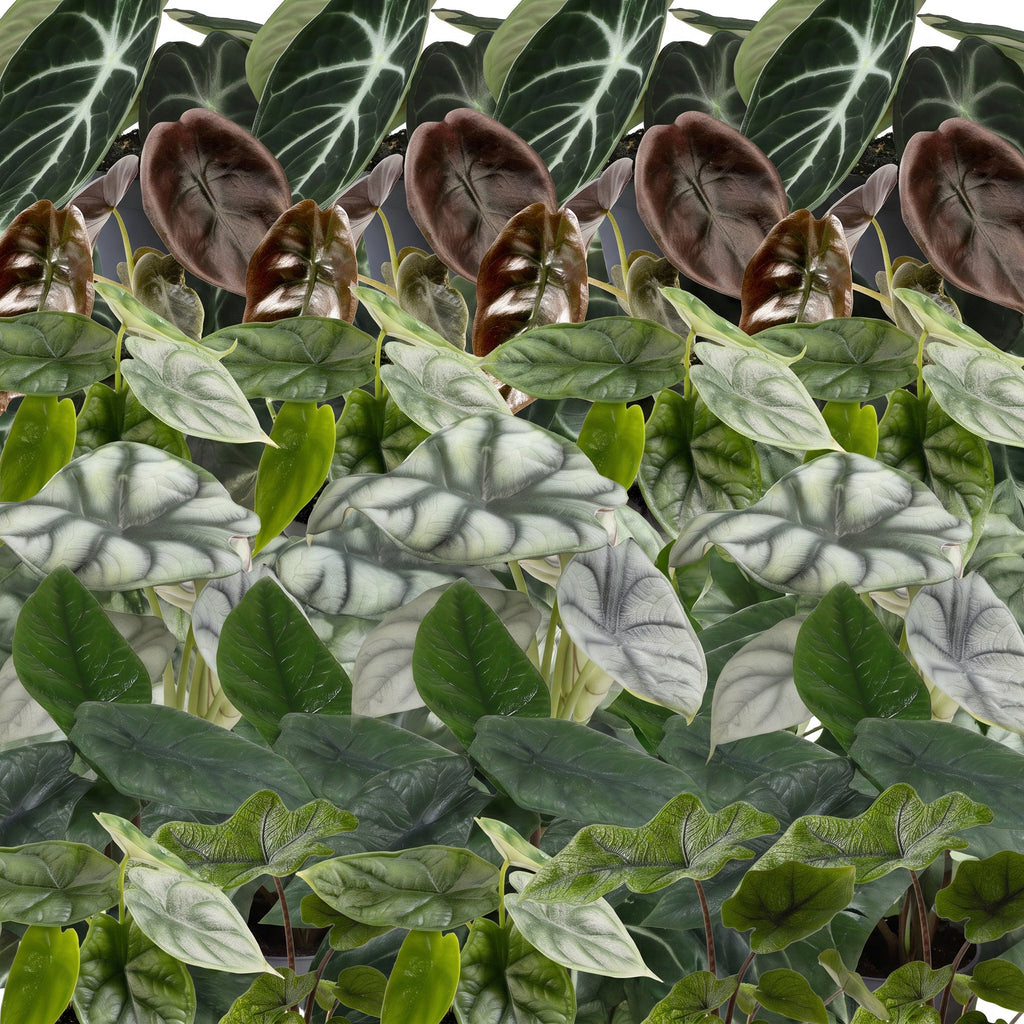 6x Baby Alocasia Familie - Rood - Groen - Zwart - Zilver - Grijs - Tropisch - Ø6cm - ↕12cm, groene bladeren