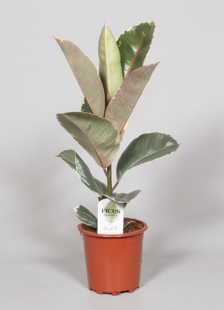 Ficus Elastica Tineke
