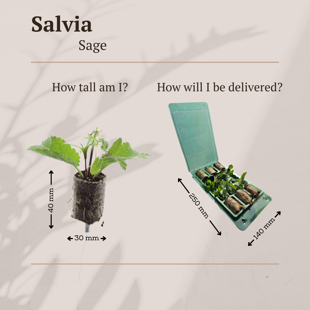 Salvia – 6 Pluggen | Kweek & Geniet van Prachtige Salvia, detail van het blad
