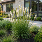 Lampenkruid Liatris spicata Alba wit
