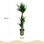 Yucca elephantipes, groene bladeren