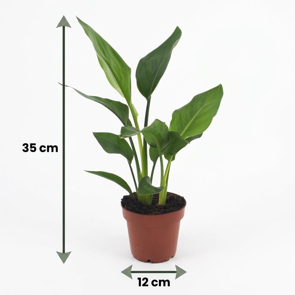 Strelitzia Reginea - Paradijsvogelbloem met witte pot, groeiwijze van de plant