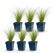 Stipa tenuissima Ponytails - Vedergras - Groenblijvend - Groen - 6 Planten