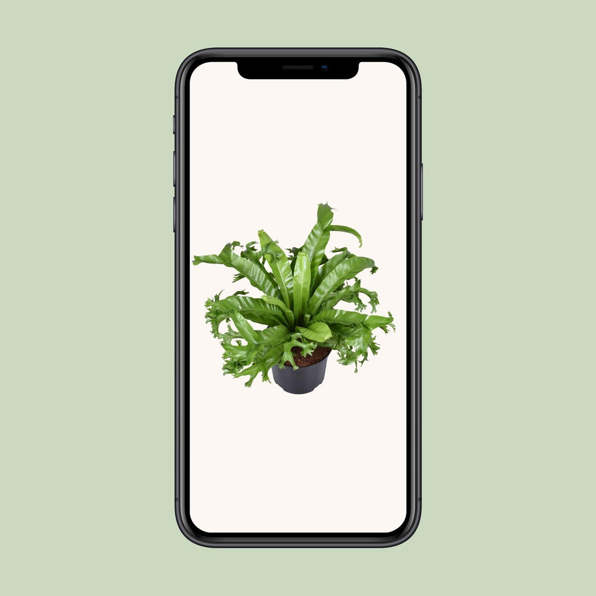 Detailfoto van Asplenium Nidus Crissie