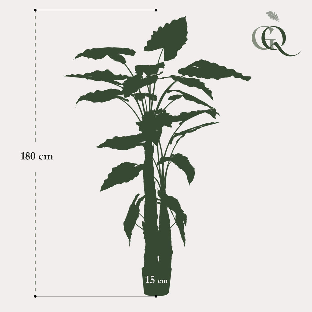 Kunstplant Alocasia, olifantsoor met pijlvormig blad, 180 cm, gezonde plant