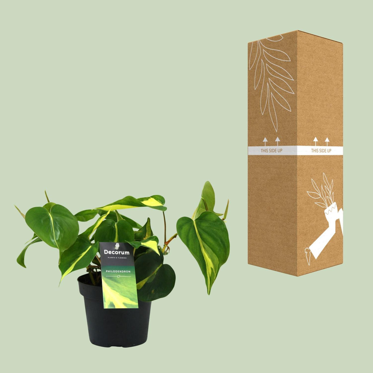 Detailfoto van Philondendron Brasil Scandens