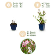 Gaura lindheimeri duo - prachtkaars roze en wit - 12 planten