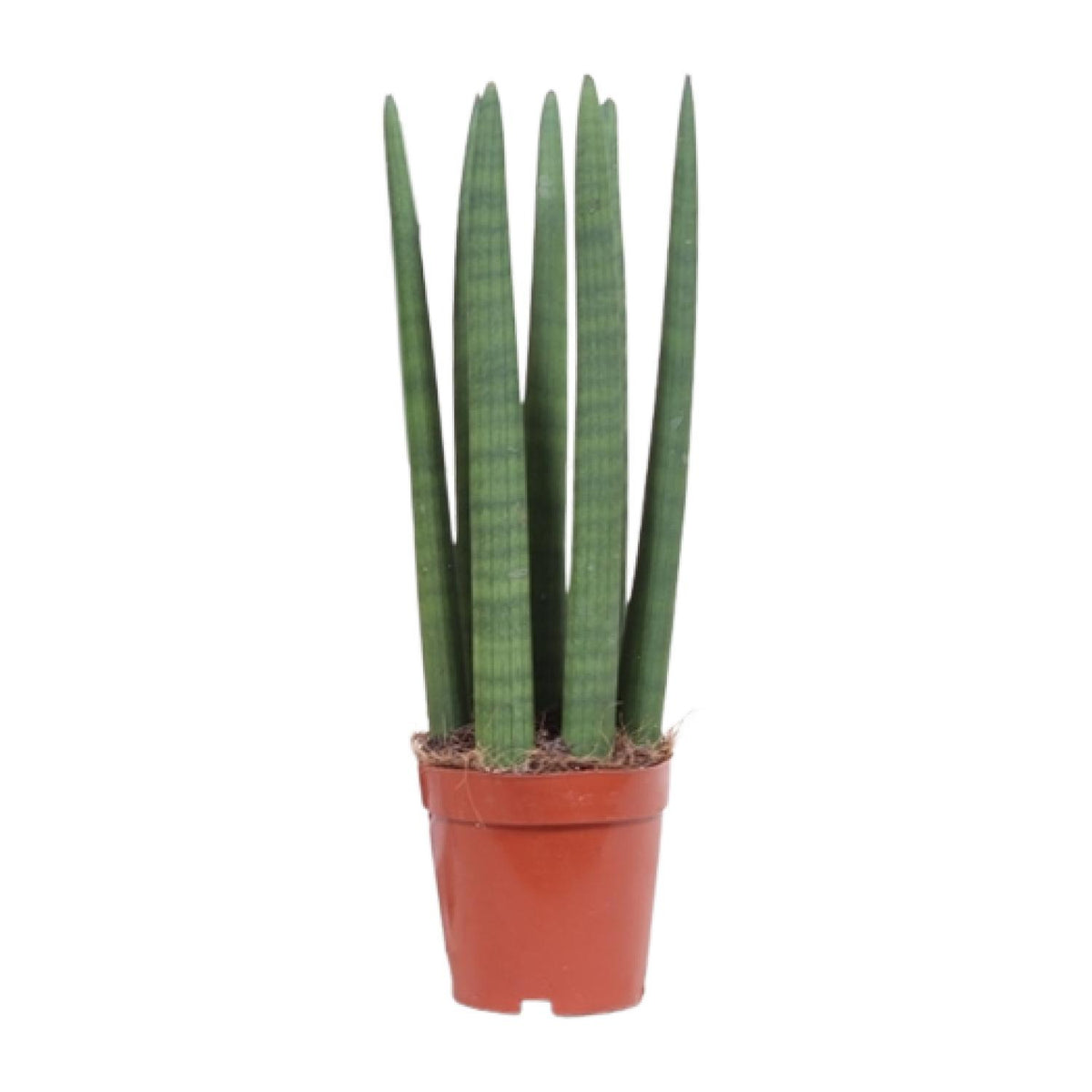 Productafbeelding van Pureplant