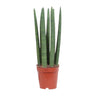 Sansevieria Recht