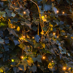 Klimophaag Hedera hibernica kant-en-klaar, B120 x H150 cm, decoratieve plant