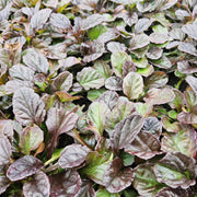Ajuga reptans