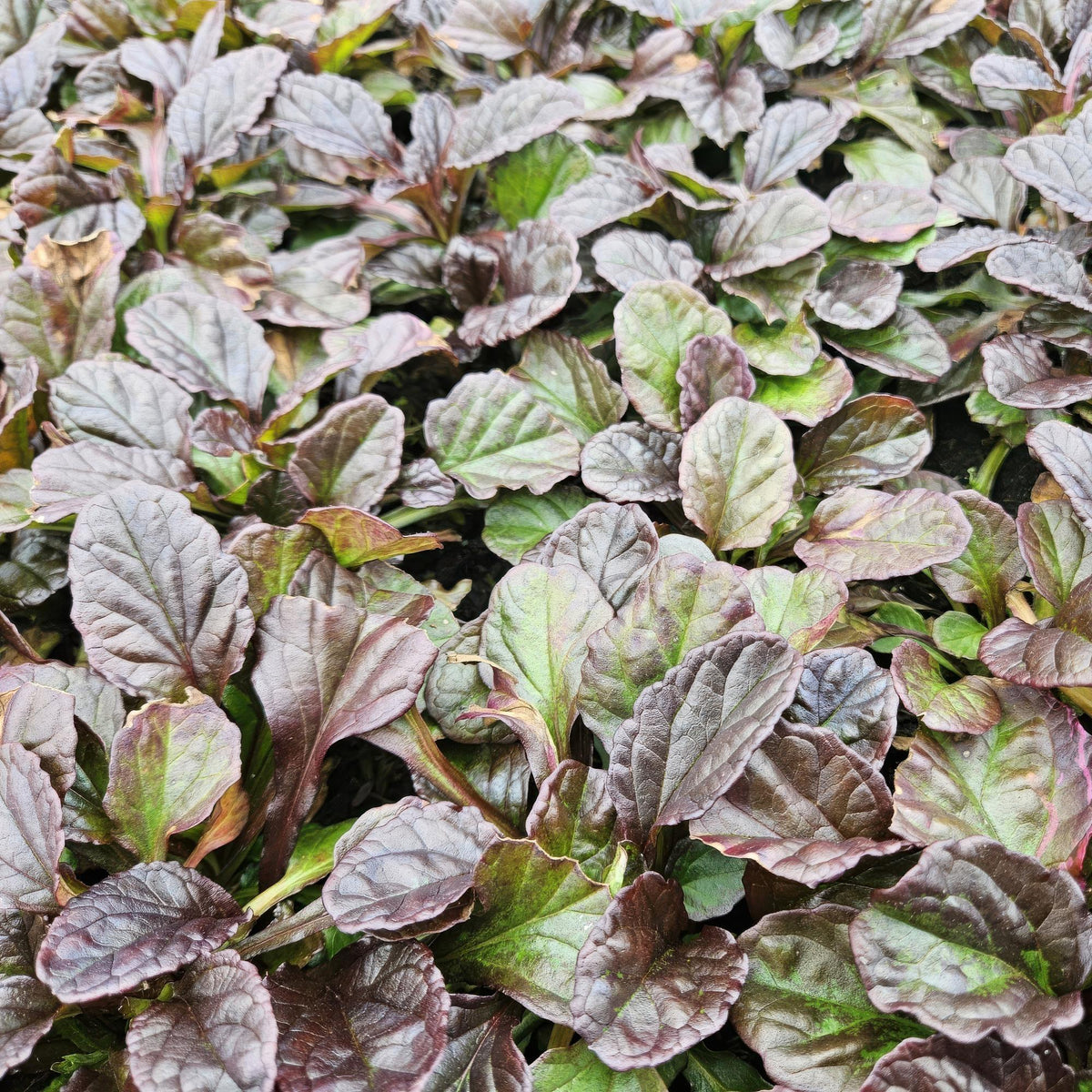 Ajuga reptans, gezonde plant